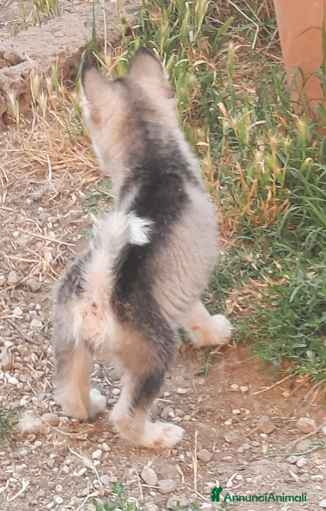 Alaskan Malamute cani in vendita: Alaskan Malamute cuccioli  a Città Metropolitana di Bologna - Annuncio 7