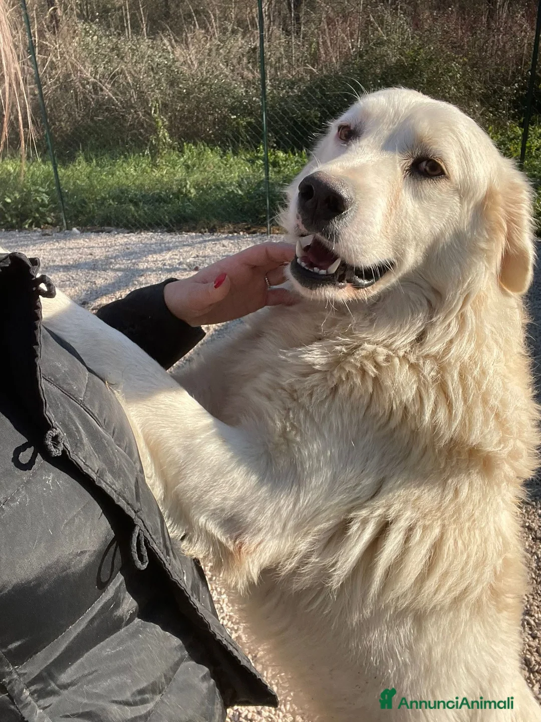 Meticcio cani in regalo: IL DOLCISSIMO E BELLISSIMO OSLO - Annuncio 6