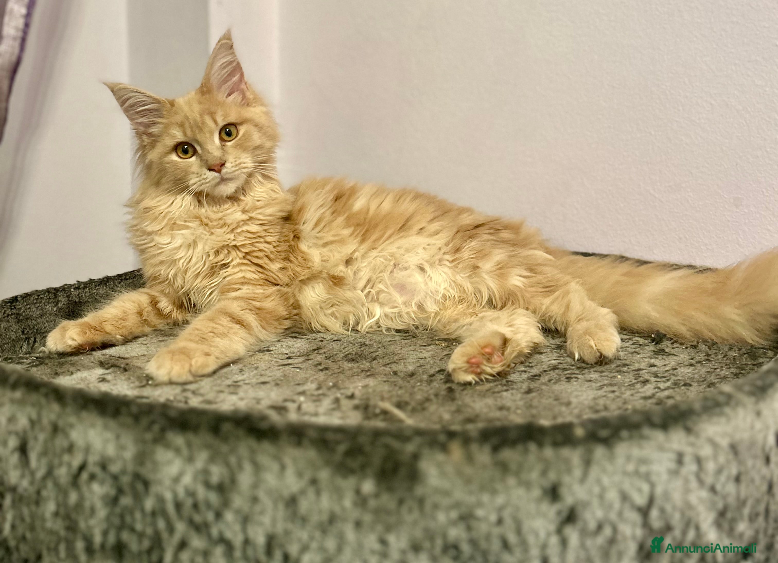 Maine Coon gatti Cuccioli Maine Coon - Annuncio 8