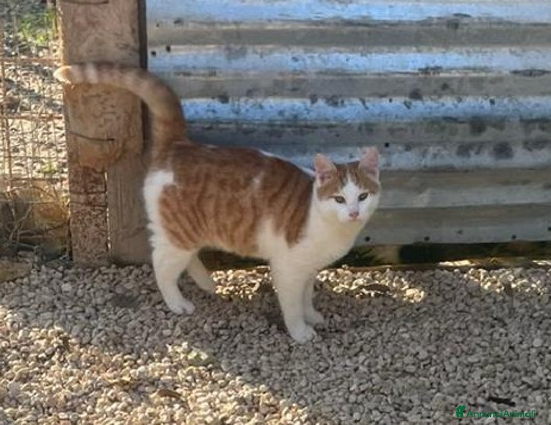 Meticcio gatti in regalo: POOH ASPETTA TE - Annuncio 9