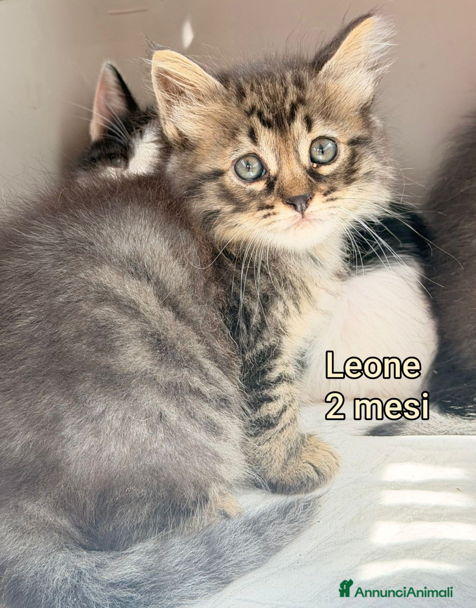 Altre razze gatti TANTI GATTINI TENERISSIMI! - Annuncio 3