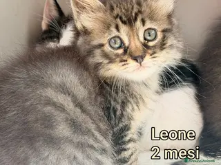 Altre razze gatti TANTI GATTINI TENERISSIMI! - Annuncio 4