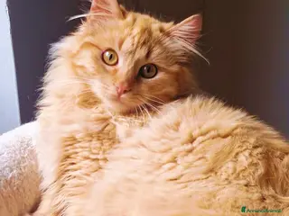 Europeo gatti MICINI ROSSI MERAVIGLIOSI - Annuncio 2