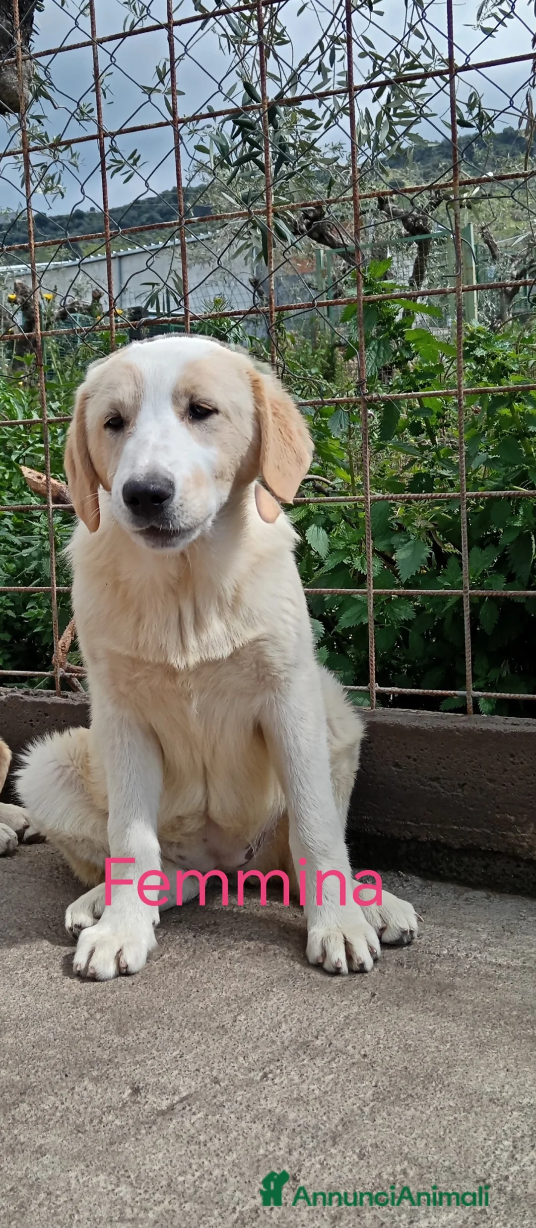Pastore Maremmano cani in regalo: Maremmano cuccioli e Mamma Perla - Annuncio 2