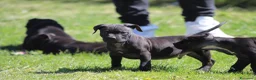 Pitbull cani in vendita: Cuccioli di Pit Bull con pedigree anche a rate - Annuncio 37
