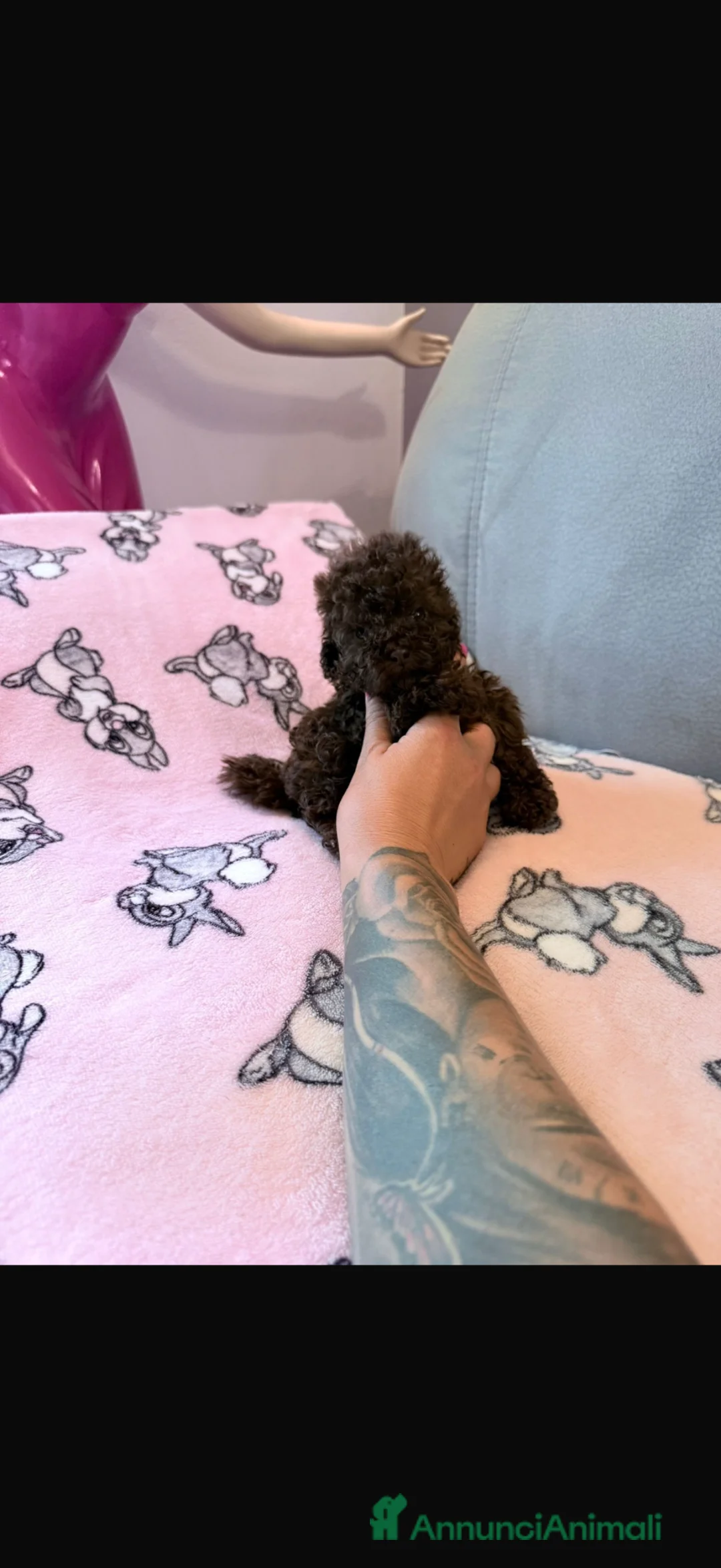 Barboncino cani in vendita: Cuccioli di barboncino  - Annuncio 6