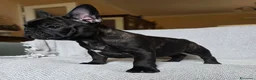 Bulldog Francese cani in vendita: Cuccioli Bouledogue Francese - Annuncio 4