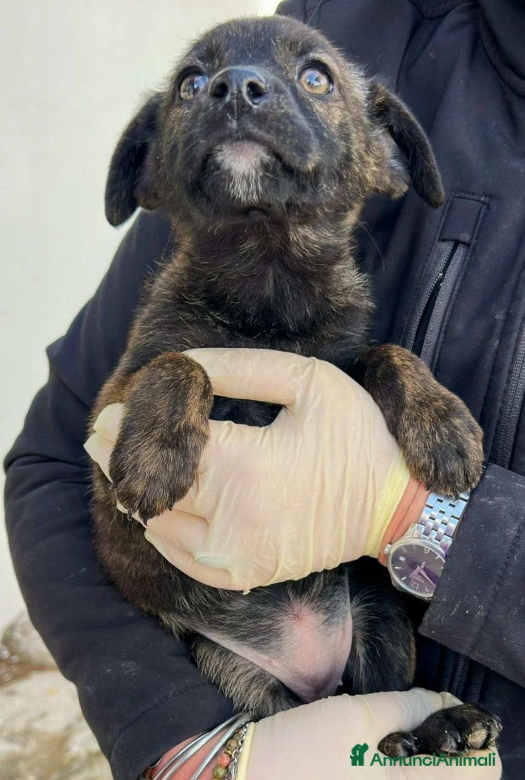 Meticcio cani in regalo: MARGOT 🩷 - cucciola futura taglia media cerca 🏡  - Annuncio 4