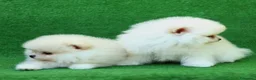 Volpino Pomerania cani in vendita: Cuccioli Spitz Tedesco nano Volpino Pomerania - Annuncio 2