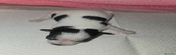 Chihuahua cani in vendita: Chihuahua toy pedigree Enci  a Provincia di Verona - Annuncio 7