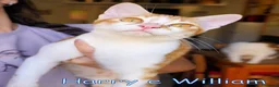 Europeo gatti in regalo: HARRY E WILLIAM DOLCISSIMI GATTINI - Annuncio 5