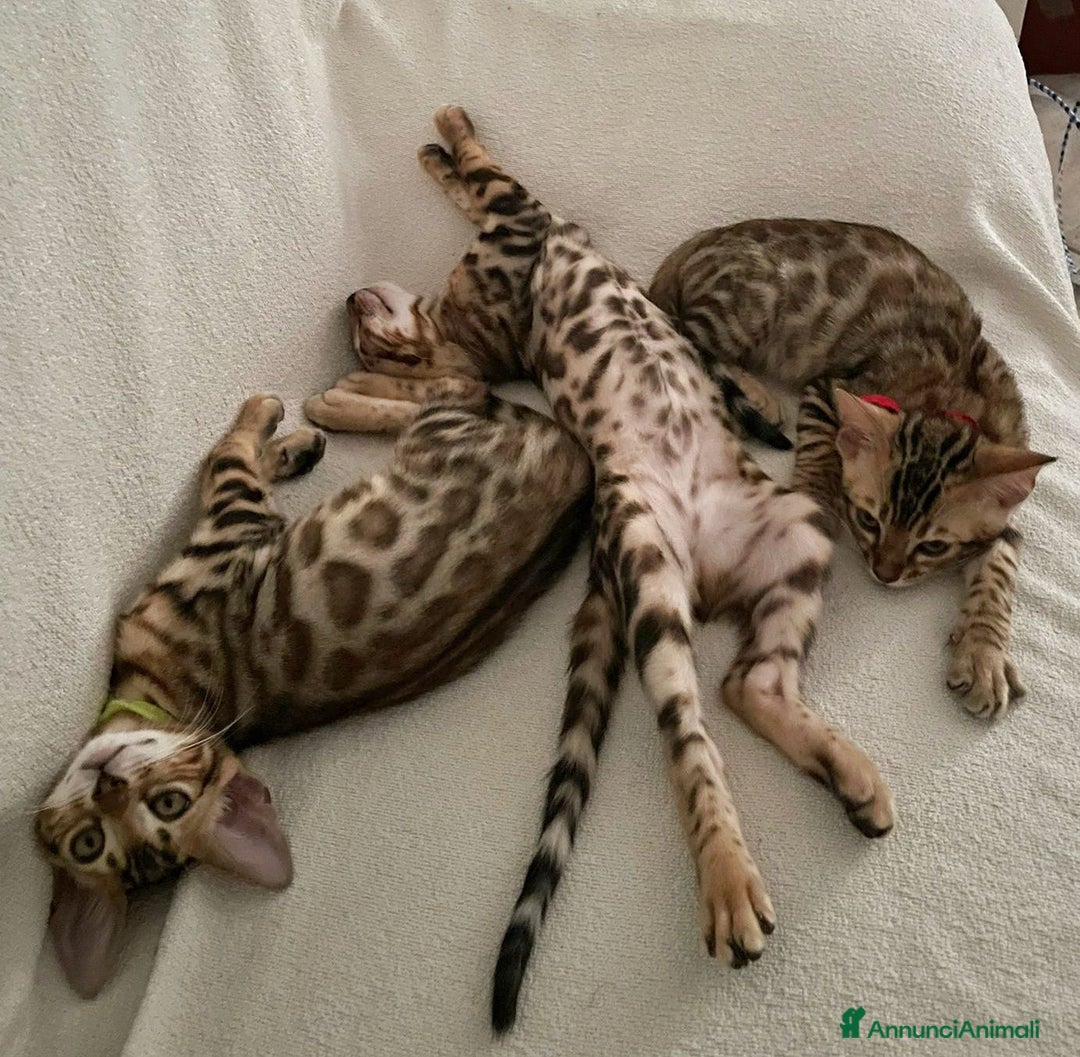 Bengala gatti in vendita: Ultimi tra maschietti di gatto bengala disponibili a Provincia di Sassari - Immagine 4