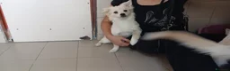 Meticcio cani in regalo: IL DOLCE BISCOTTO HA BISOGNO DI UNA MAMMA - Annuncio 3