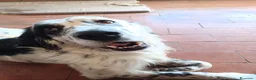 Meticcio cani in regalo: adozione di Argo a Città metropolitana di Roma Capitale - Annuncio 5