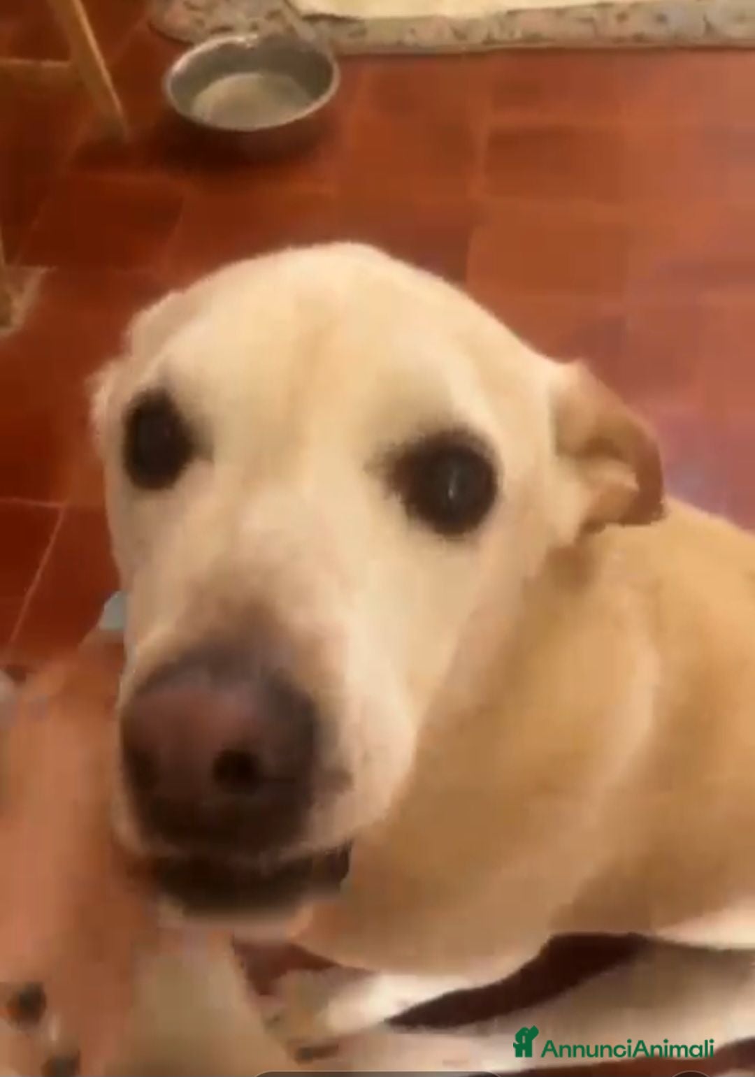 Meticcio cani Nini 10anni INVESTITA E LASCIATA LÌ! IN CANILE.SUD - Annuncio 32