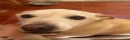 Meticcio cani in regalo: Nini 10anni INVESTITA E LASCIATA LÌ! IN CANILE.SUD - Annuncio 1