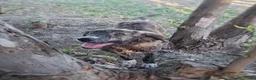 Meticcio cani in regalo: MORTADELLA 🩷 dolcezza da scoprire piano a Provincia di Bergamo - Annuncio 3