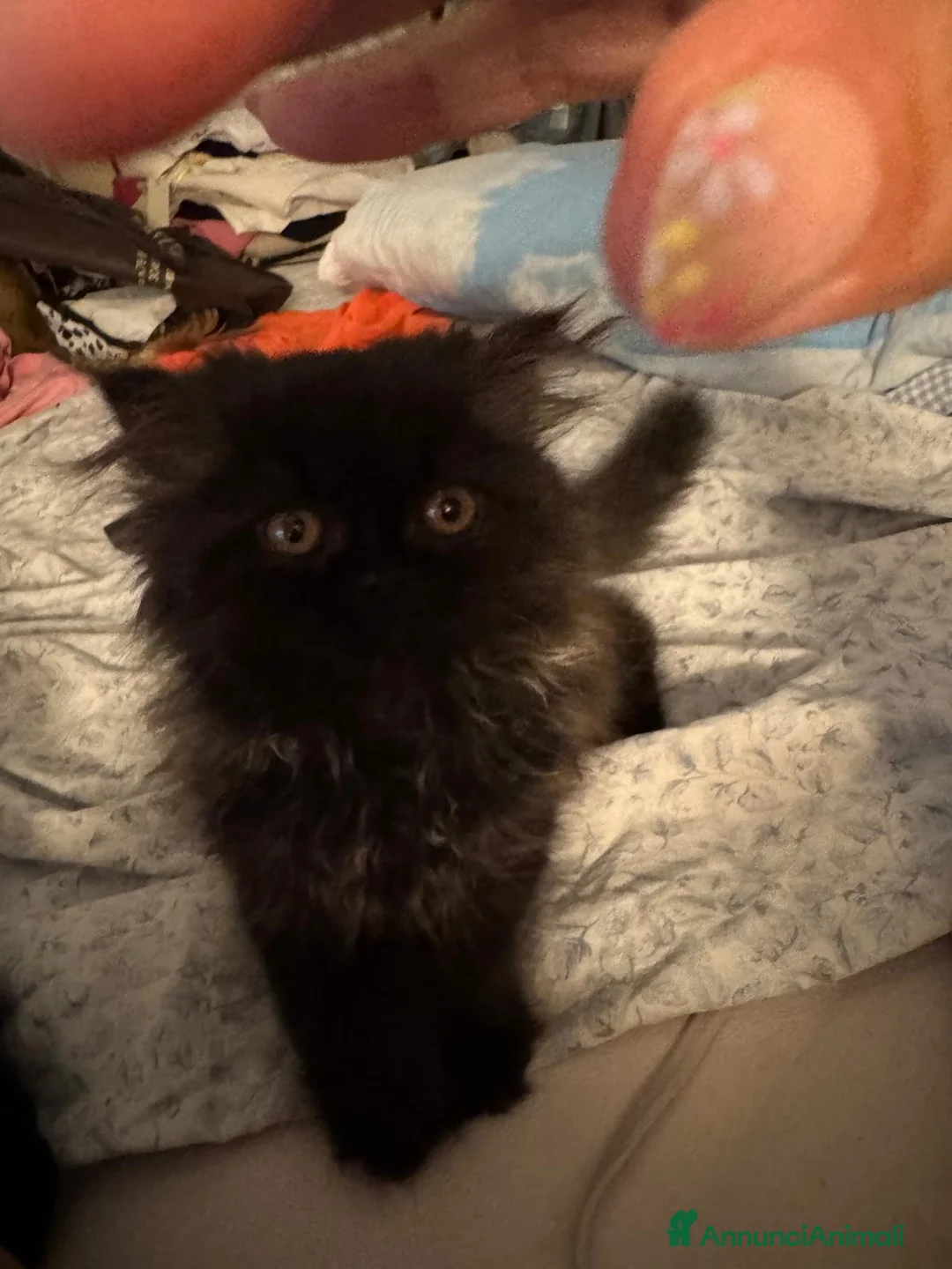 Persiano gatti in vendita: persiano nero cucciolo a Provincia di Reggio Emilia - Annuncio 1