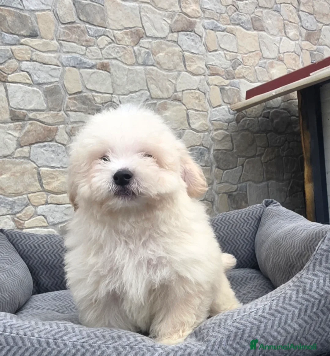 Maltipoo cani in vendita: Maltipoo  - Annuncio 16