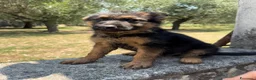 Pastore Tedesco cani in vendita: Pastore tedesco  - Annuncio 5