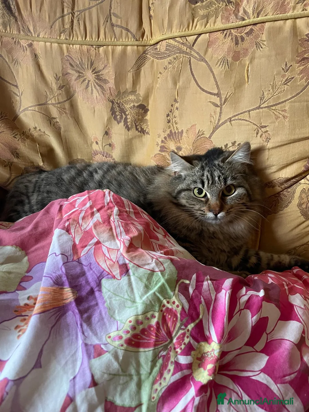 Europeo gatti in regalo: Frittella dolcissima micina cerca casa! - Annuncio 1