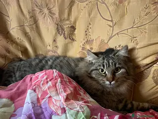 Europeo gatti Frittella dolcissima micina cerca casa! - Annuncio 1