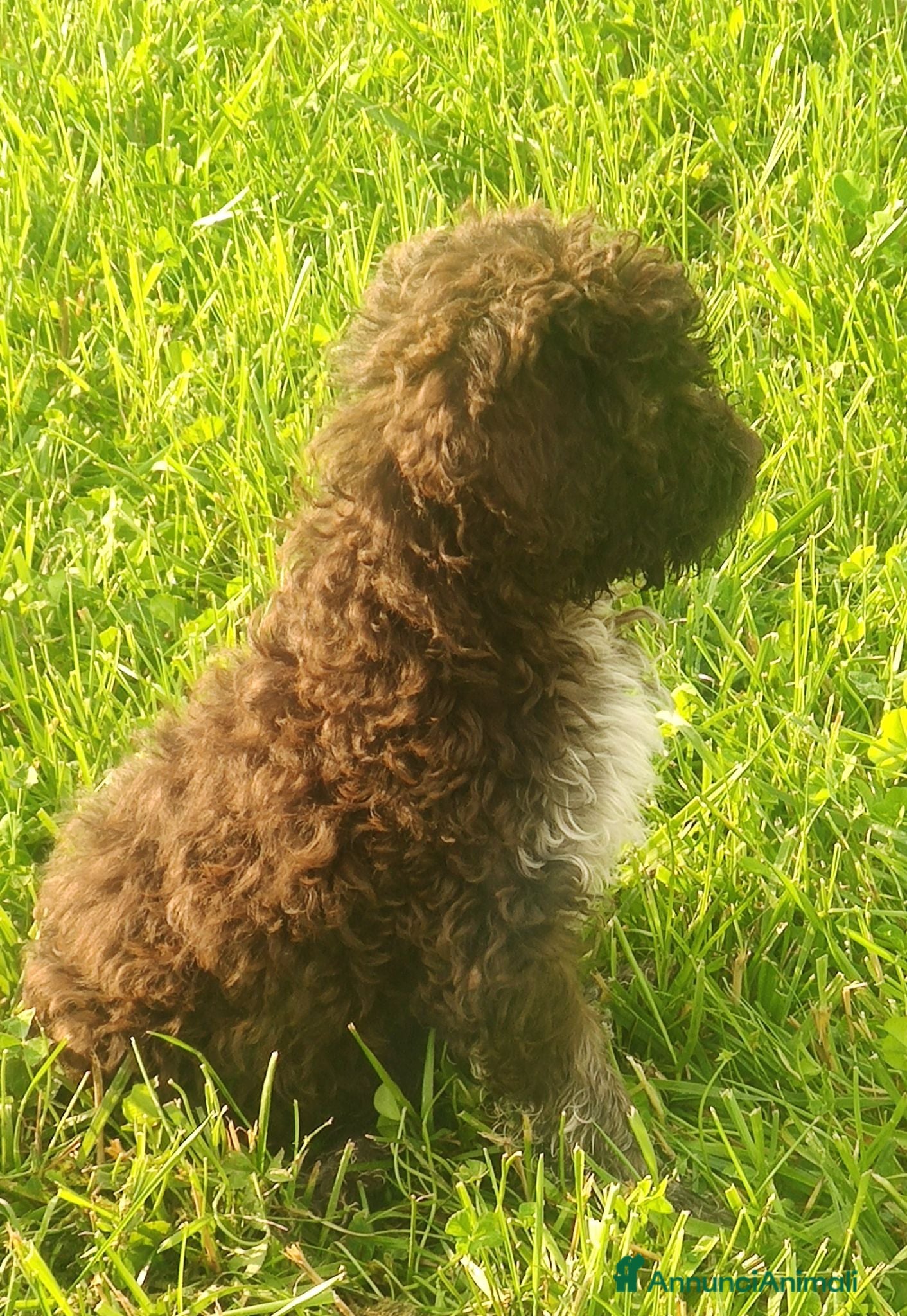 Lagotto cani Lagotto Romagnolo con Pedigree - Annuncio 3