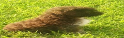 Lagotto cani in vendita: Lagotto Romagnolo con Pedigree - Annuncio 1