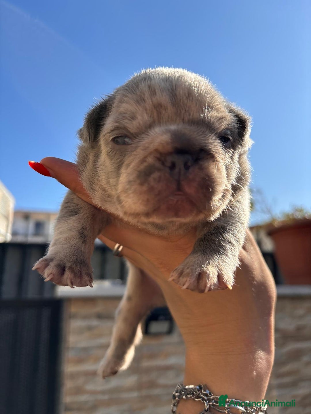 Bulldog Francese cani in vendita: Bulldog francese  - Annuncio 5