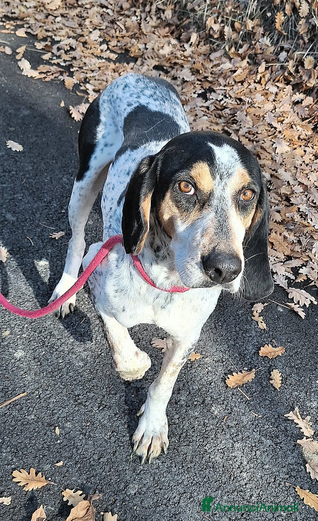 Segugio cani in regalo: Gustavo 4 anni tripode - Annuncio 3