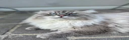 Siberiano gatti in vendita: Cuccioli di Siberiano ipoallergenico - Annuncio 14