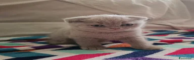 Scottish Gattino 2