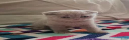 Scottish gatti in vendita: Scottish Fold a Provincia di Mantova - Annuncio 5