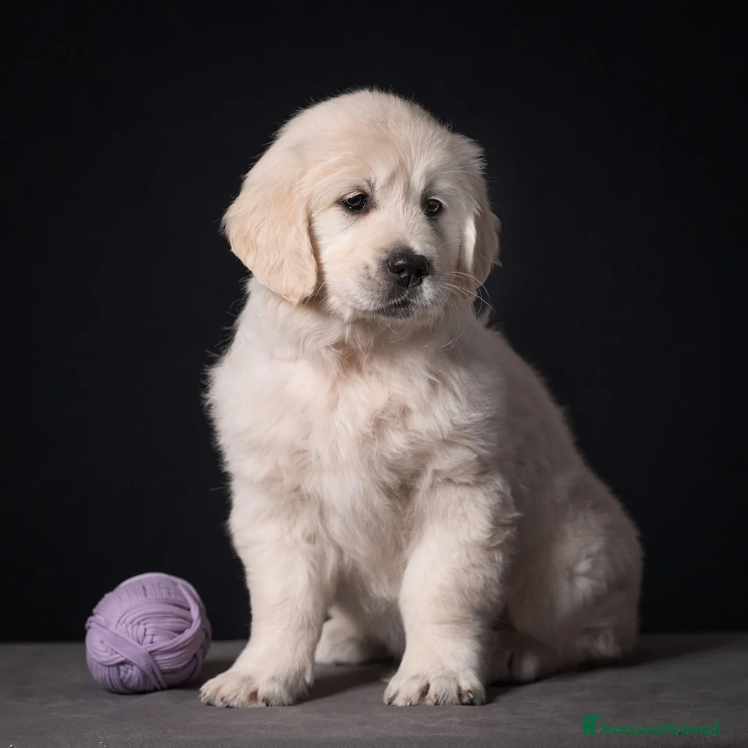 Golden Retriever cani in vendita: Cuccioli di Golden retriever disponibili  - Annuncio 22