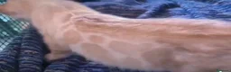 Bengala gatti in vendita: Meravigliosa gattina Bengala snow Lynx  - Annuncio 3