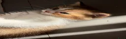 British gatti in vendita: meravigliosi cuccioli gattini British Shorthair  a Città Metropolitana di Torino - Annuncio 14
