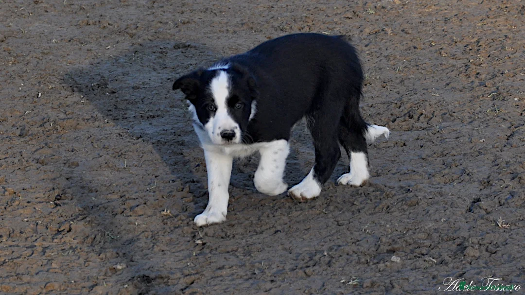 Immagine della galleria {{count}}