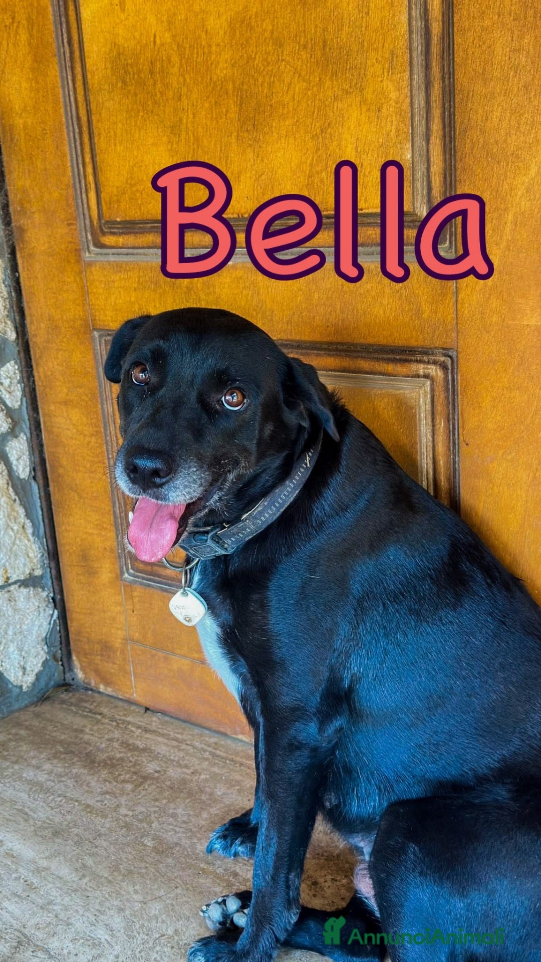 Meticcio cani BELLA 🩷 ADESSO TOCCA A TE ESSERE SCELTA - Annuncio 2