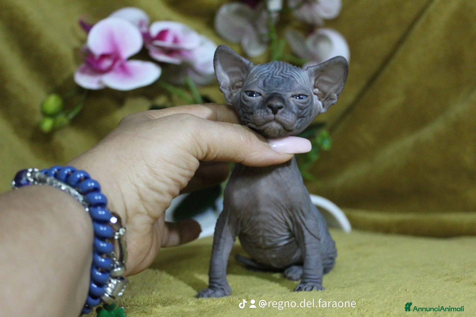 Sphynx gatti Cuccioli di sphynx disponibile  - Annuncio 8