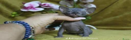 Sphynx gatti in vendita: Cuccioli di sphynx disponibile  - Annuncio 1