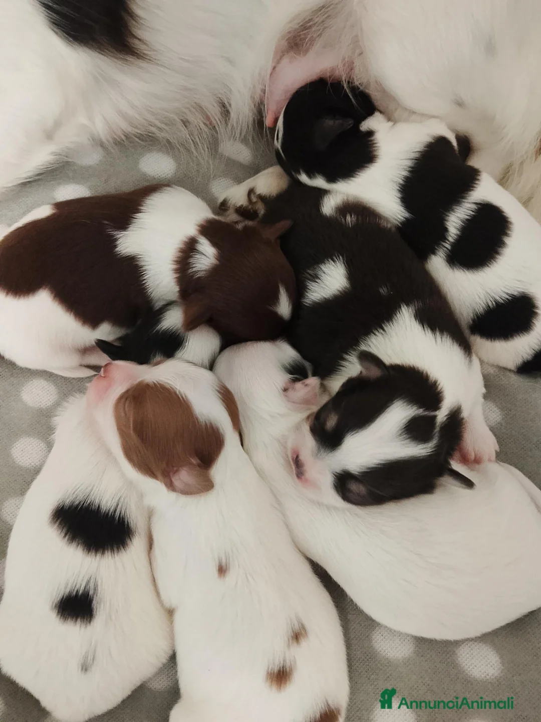 Chihuahua cani in vendita: Cuccioli di chihuahua  - Annuncio 1
