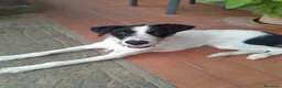 Meticcio cani in regalo: Snopopy bellissimo e dolcissimo spinoncino a Provincia di Bergamo - Annuncio 11