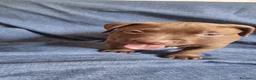 Pitbull cani in vendita: Pittbull UKC  a Provincia di Avellino - Annuncio 2