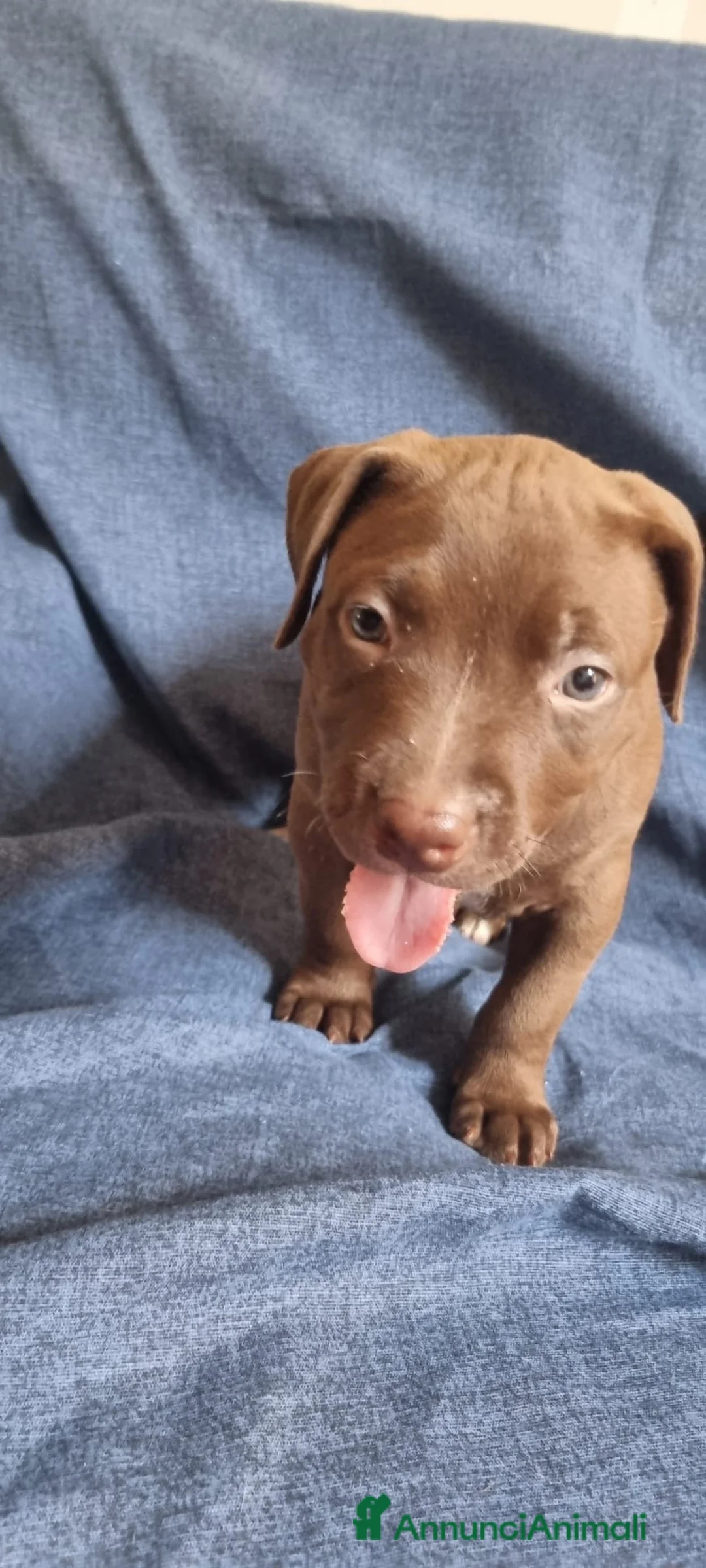Pitbull cani in vendita: Pittbull UKC  a Provincia di Avellino - Annuncio 2
