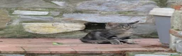 Europeo gatti in regalo: 4 cuccioli da adottare  - Annuncio 3