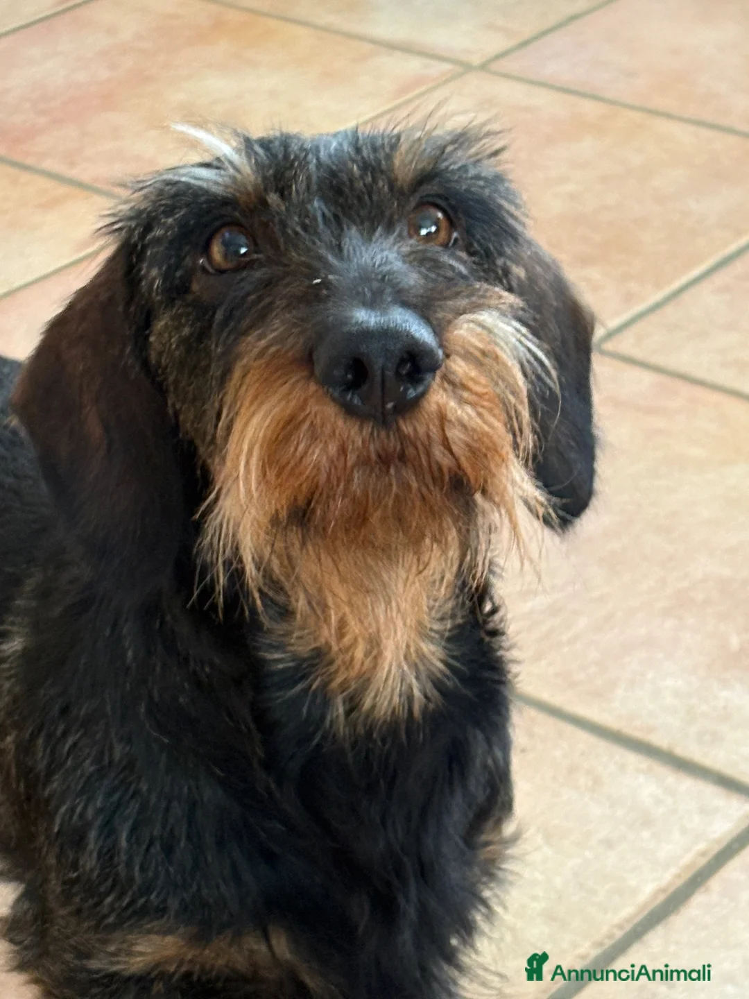 Bassotto cani in vendita: Cuccioli di bassotto tedesco standard a pelo duro - Annuncio 8