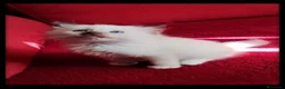 Ragdoll gatti in vendita: Ragdoll cuccioli con pedegree  - Annuncio 2