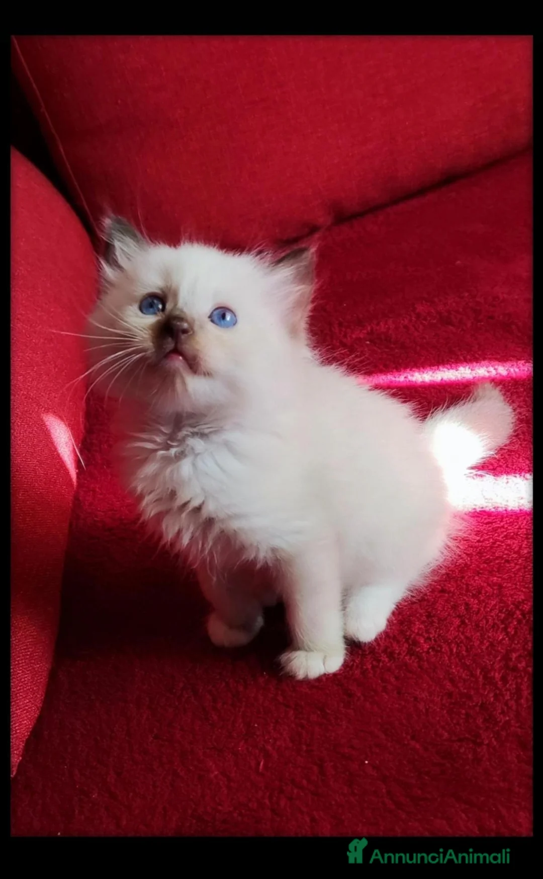 Ragdoll gatti in vendita: Ragdoll cuccioli con pedegree  - Annuncio 2
