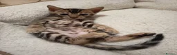Bengala gatti in vendita: le meraviglie di Selected Breed  - Annuncio 5