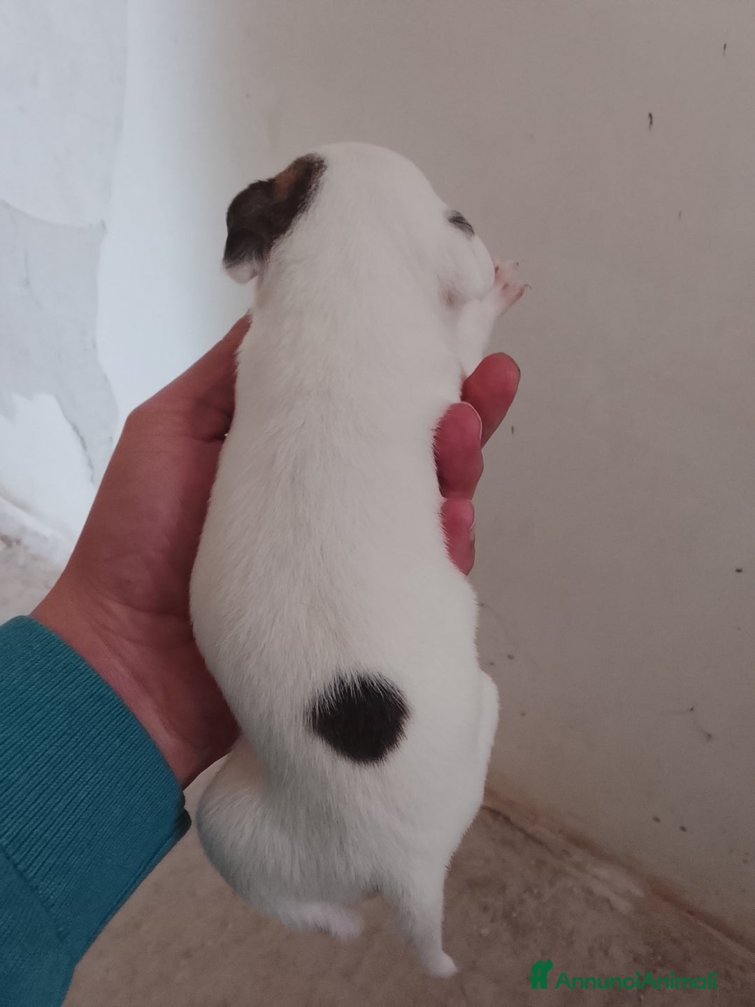 Meticcio cani in vendita: 7 cuccioli incrocio fra Bulldog francese e meticci - Annuncio 3